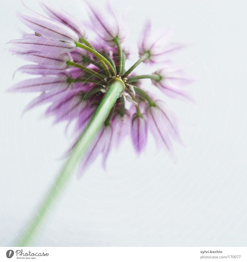 waited too long Environment Nature Plant Blossom Agricultural crop Fresh Natural Beautiful Point Gray Green Violet Growth Chives Colour photo Multicoloured