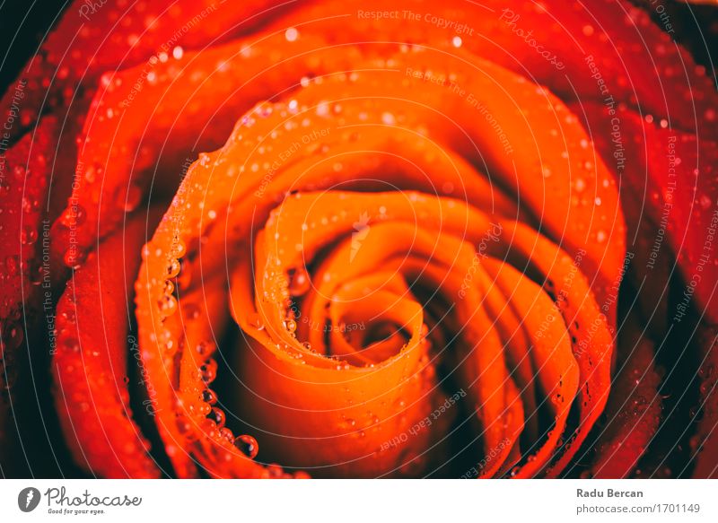 Wet Red Rose Close Up With Water Drops Nature Plant Drops of water Summer Flower Blossom Blossoming Love Simple Hot Beautiful Cute Multicoloured Orange Emotions