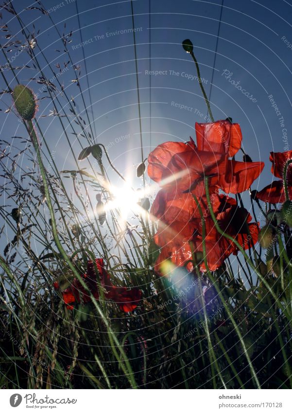 Wild at heart Multicoloured Flash photo Light (Natural Phenomenon) Sunbeam Back-light Environment Nature Plant Sky Summer Flower Grass Blossom Poppy blossom