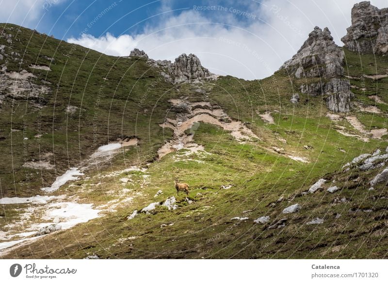 Stone goat in mountain landscape Vacation & Travel Mountain Hiking Nature Landscape Clouds Summer Alps Peak Animal Wild animal stone bit 1 Observe Esthetic