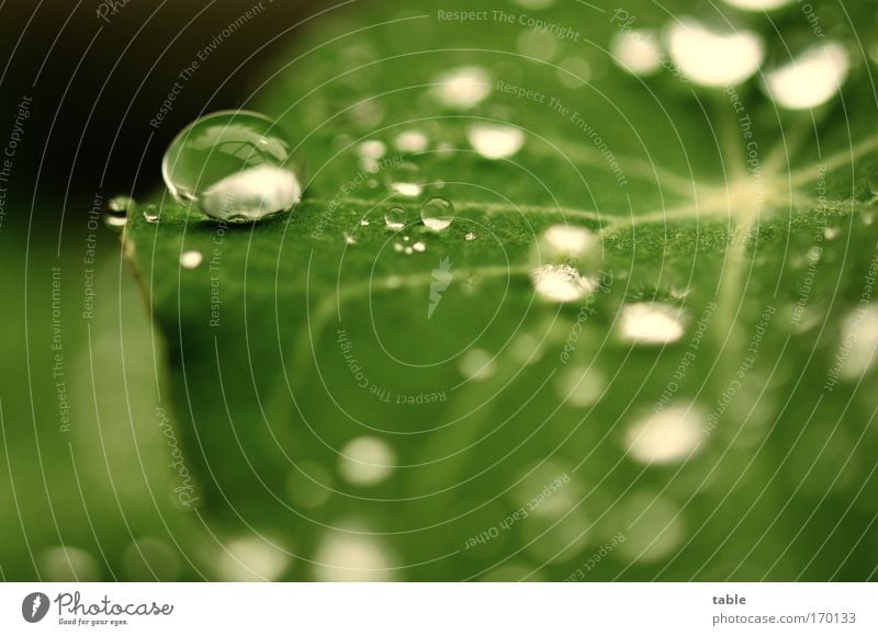 summer rain Colour photo Macro (Extreme close-up) Copy Space bottom Food Nasturtium Harmonious Market garden Plant Drops of water Spring Summer Weather Rain