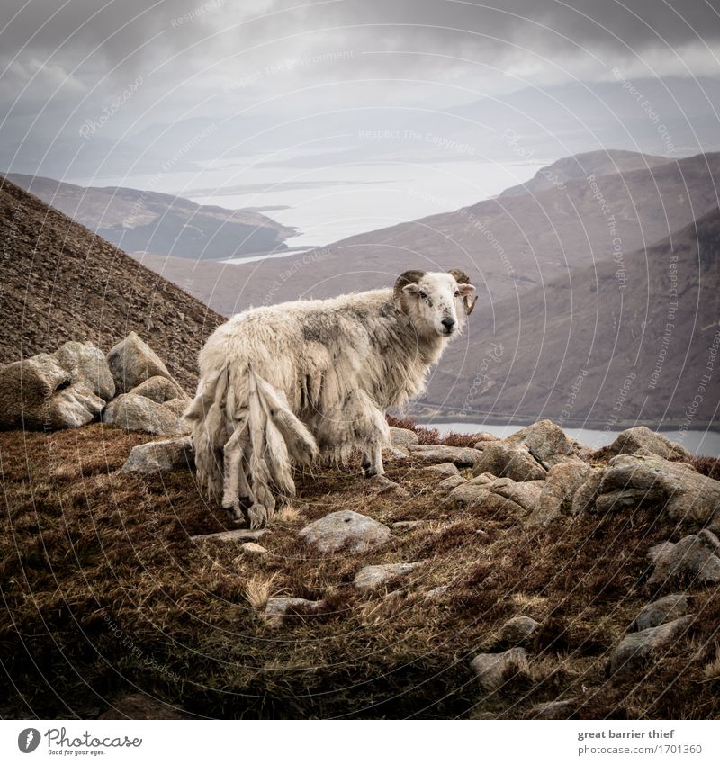 Isle of skye Scotland Sheep Environment Nature Landscape Animal Sky Horizon Weather Hill Rock Peak Farm animal Wild animal 1 Stone Observe Stand Brown