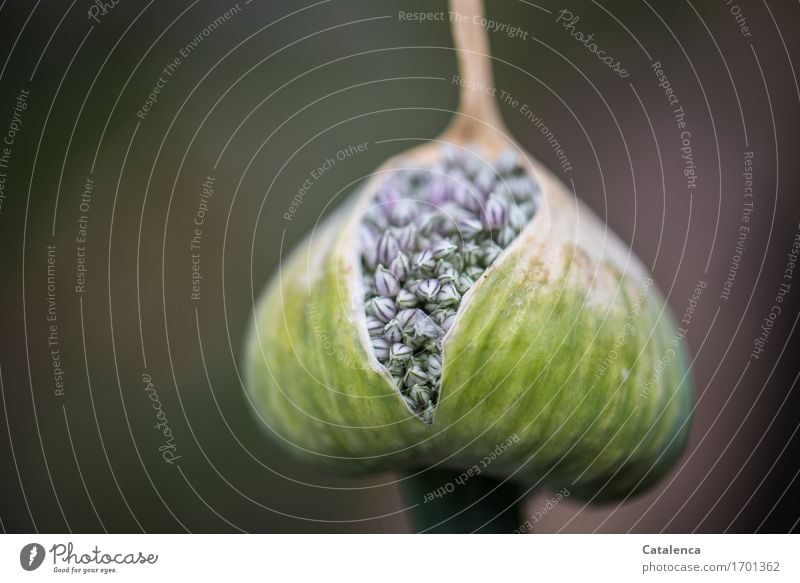 Broken open, the bud of the leek flower breaks open Garden Nature Plant Summer Blossom Agricultural crop Leek Blossoming Hiking pretty Brown Green Violet White