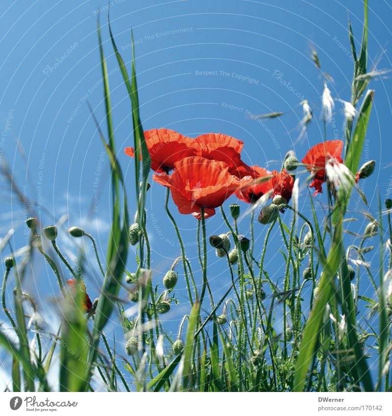 pulling with the clouds II Exotic Healthy Fragrance Hair and hairstyles Bottom Environment Nature Plant Animal Sky Sunlight Beautiful weather Flower Grass