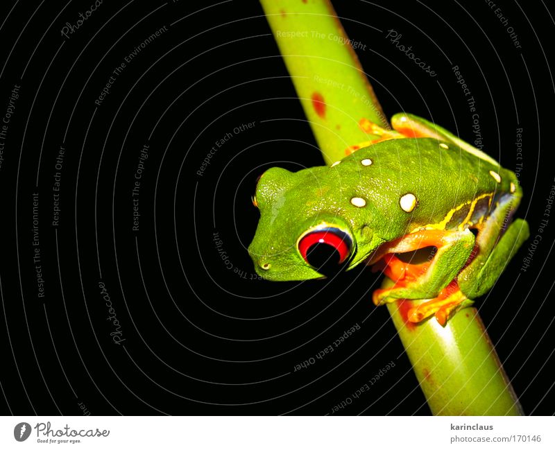 tropical tree frog Colour photo Multicoloured Close-up Detail Macro (Extreme close-up) Copy Space left Copy Space bottom Night Artificial light Flash photo