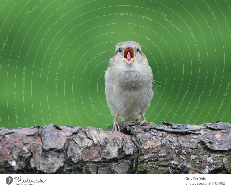 house sparrow Wild animal Bird Baby animal Wood Brash Funny Curiosity Brown Green Contentment Fatigue Colour photo Exterior shot Copy Space top