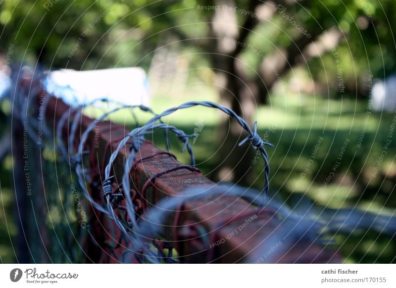 frontier Colour photo Exterior shot Day Shadow Contrast Shallow depth of field Environment Beautiful weather Tree Grass Garden Metal Rust Aggression Old Brown