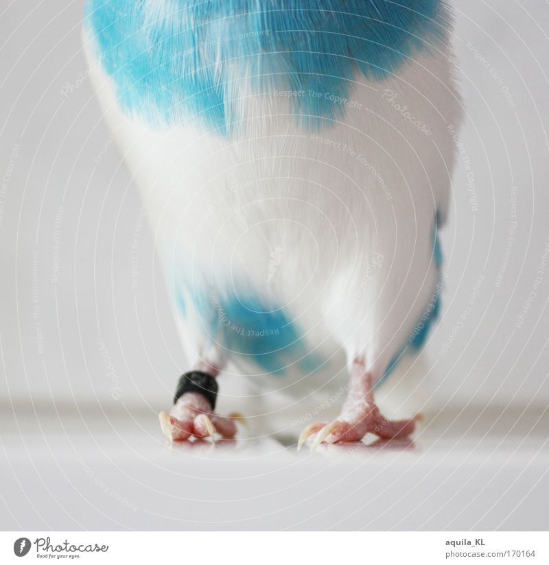 DODO is shy Colour photo Interior shot Close-up Day Animal portrait Full-length Front view Pet Wild animal Bird Budgerigar 1 Claw Feather Blue-white Parrots