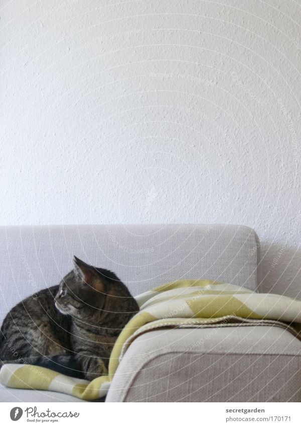 ...a bird flew by. Colour photo Subdued colour Interior shot Close-up Deserted Copy Space top Copy Space middle Neutral Background Morning Dawn Shadow Sunlight