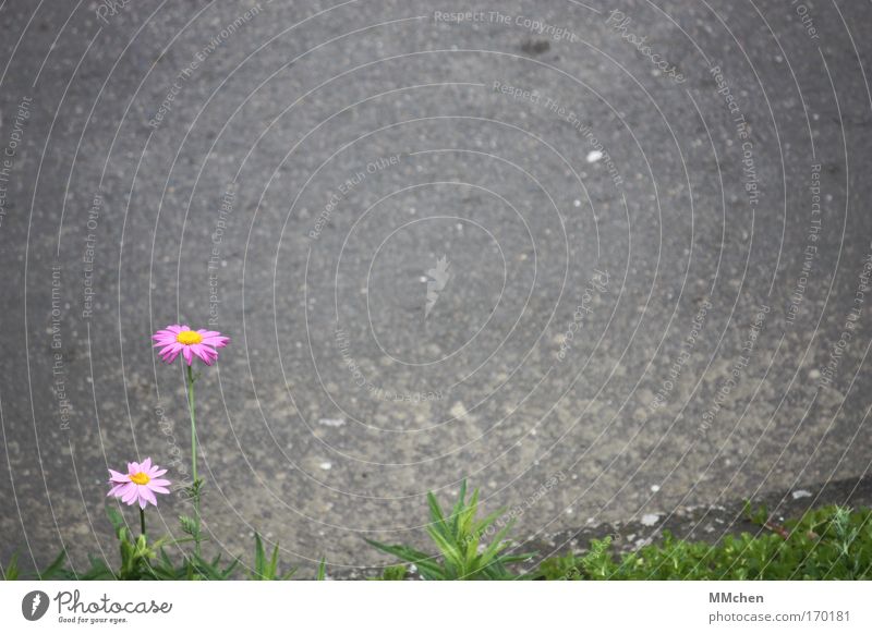 Free text space for everyone! Colour photo Deserted Copy Space left Copy Space right Copy Space top Copy Space bottom Copy Space middle Environment Nature Plant