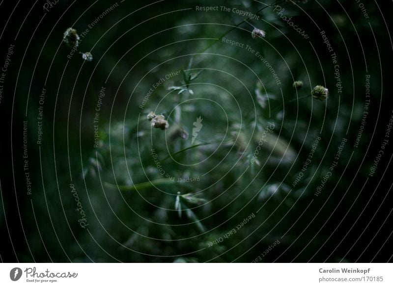 Hay fever III. Colour photo Exterior shot Abstract Pattern Structures and shapes Deserted Copy Space left Copy Space right Day Shadow Contrast