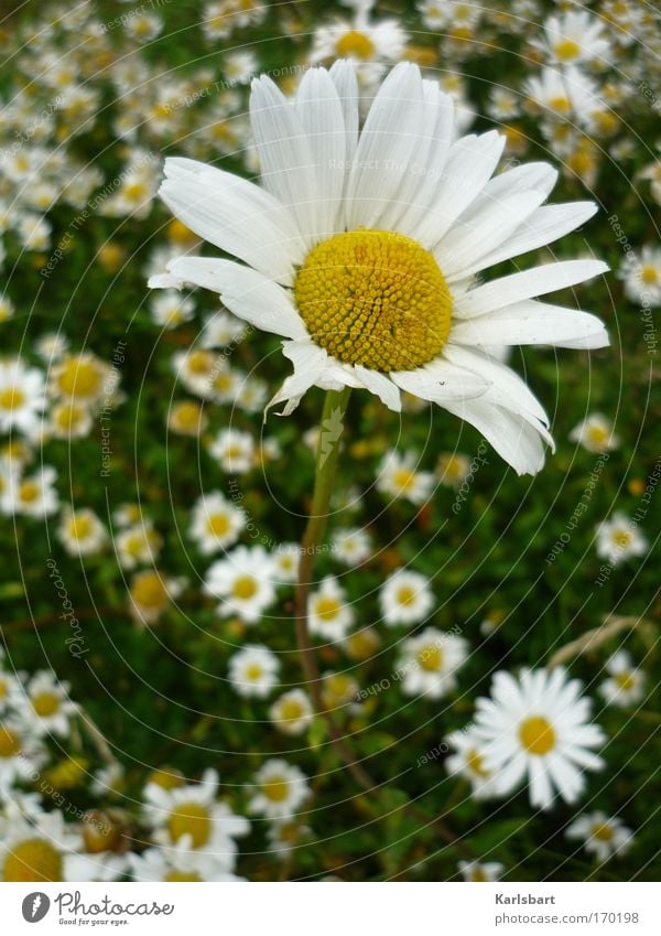 illusions. perdues. honoré de balzac. Summer Environment Nature Plant Spring Flower Blossom Wild plant Marguerite Park Meadow Breathe Stand Exceptional