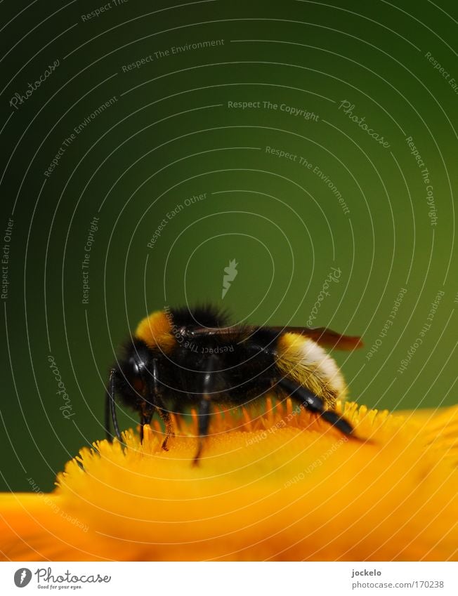 Bombus pratorum Plant Animal Wing 1 Beautiful Small Natural Yellow Gold Bumble bee Blossom Sprinkle Colour photo Macro (Extreme close-up) Copy Space top Day