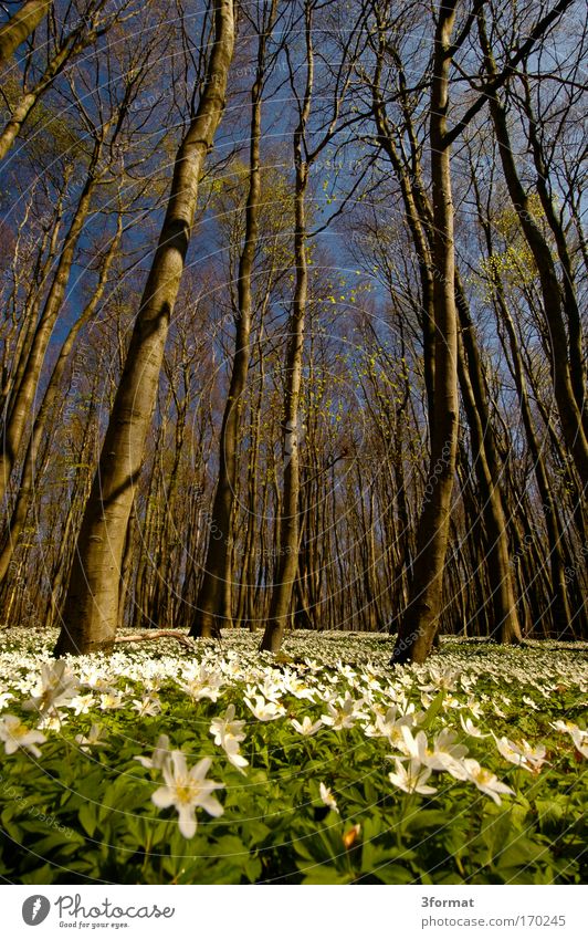 SPRING IN THE FOREST Forest Spring Flower Blossom Tree Sky Blue Blue sky stalls Carpet Velvet Moss Soft Delicate fresh young new life awaken awakened Magic