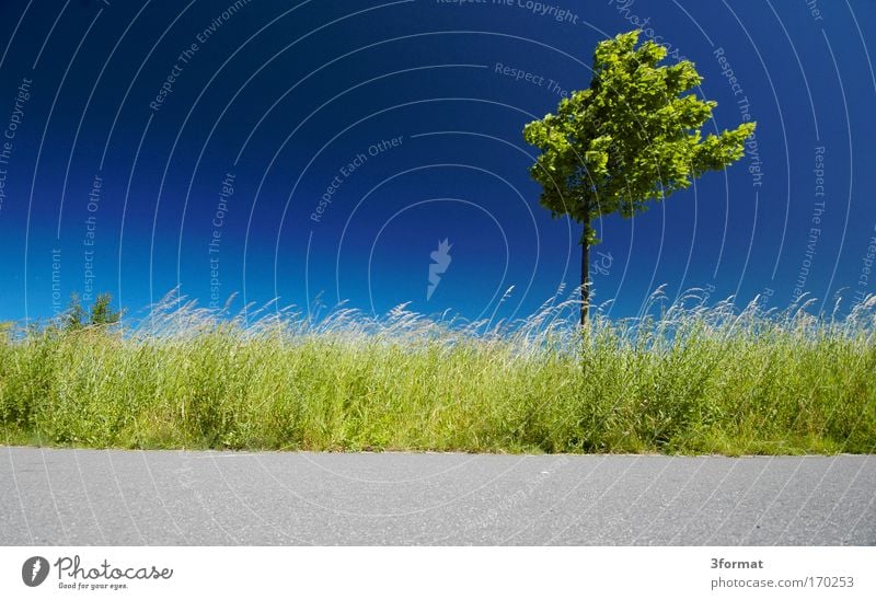 horizon Colour photo Multicoloured Exterior shot Deserted Copy Space left Copy Space top Copy Space bottom Neutral Background Morning Day Contrast Silhouette