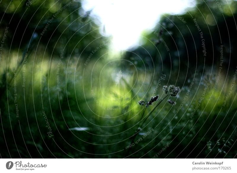 Hay fever IV. Colour photo Exterior shot Detail Abstract Pattern Structures and shapes Deserted Copy Space left Copy Space top Day Shadow Contrast Silhouette