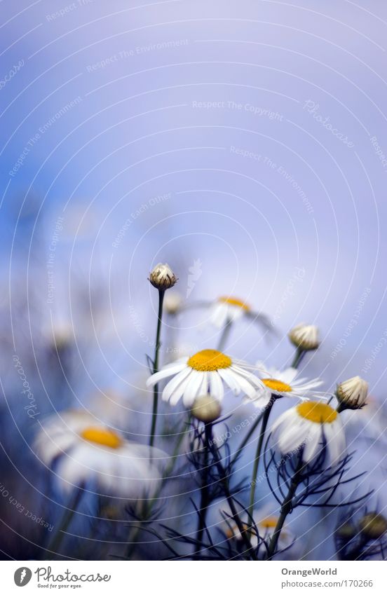 Good Morning Colour photo Exterior shot Macro (Extreme close-up) Deserted Shallow depth of field Nature Plant Sky Clouds Summer Beautiful weather Flower