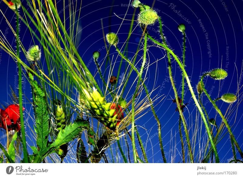 field study Colour photo Multicoloured Exterior shot Day Contrast Nature Plant Sky Cloudless sky Summer Foliage plant Agricultural crop Field Touch Movement