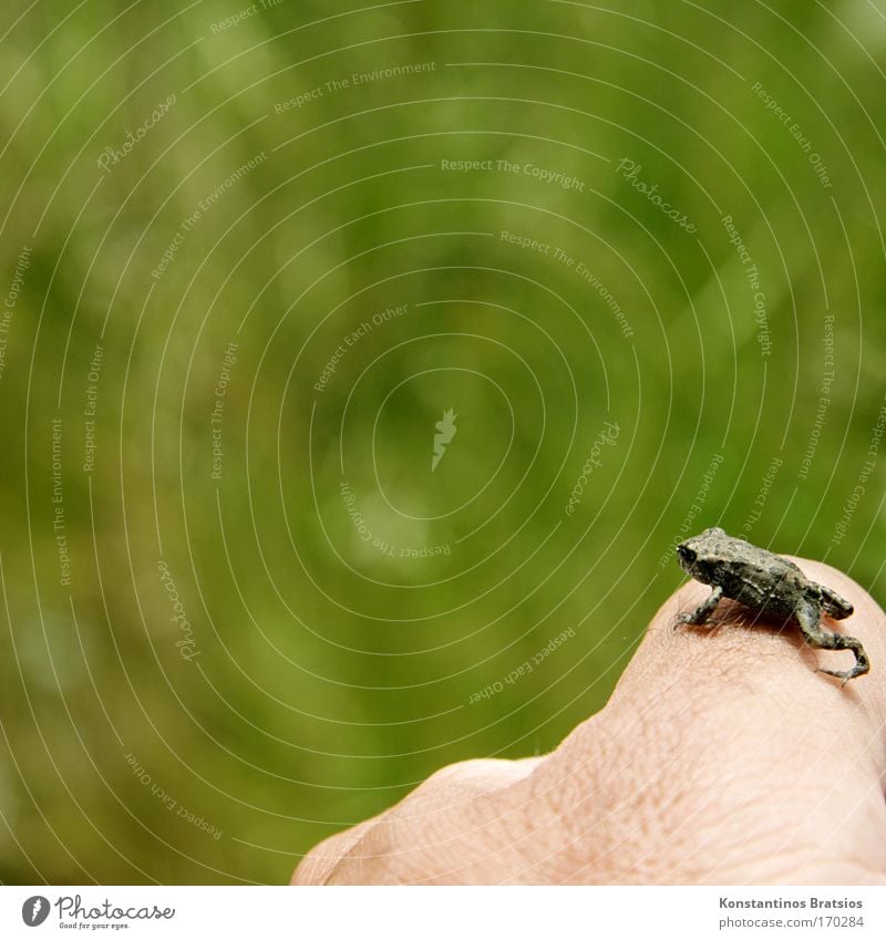 Reinhold summit forward Colour photo Exterior shot Close-up Copy Space left Copy Space top Copy Space middle Day Sunlight Deep depth of field Animal portrait