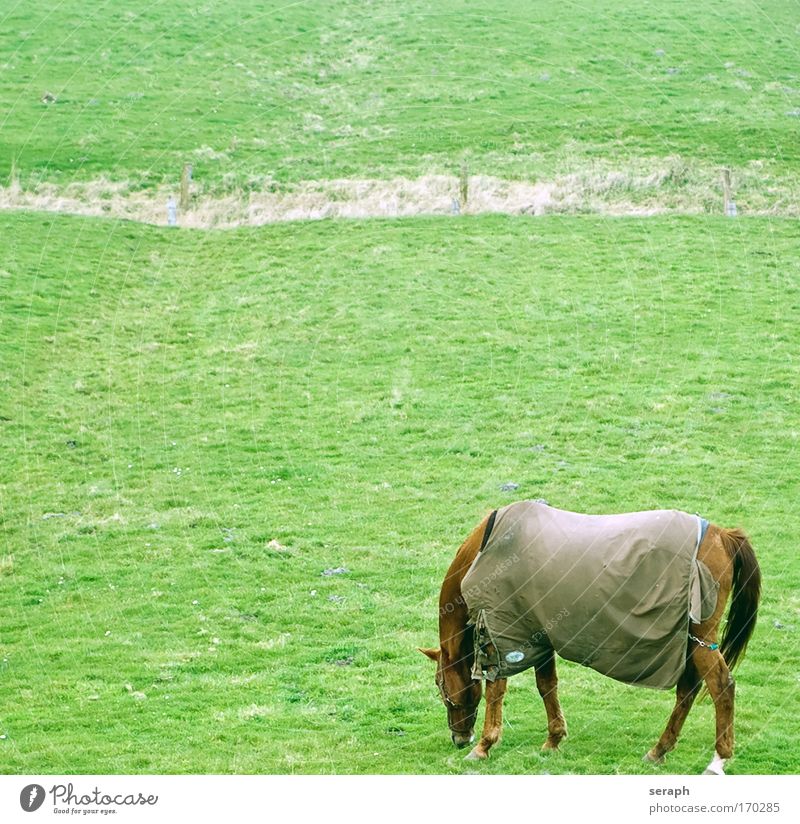 Grazing idyllic landscape Horse Ruminant Idyll Blanket rural grassland Grass meadow pastureland Nature Landscape Verdant Agriculture flora To feed Field grazing