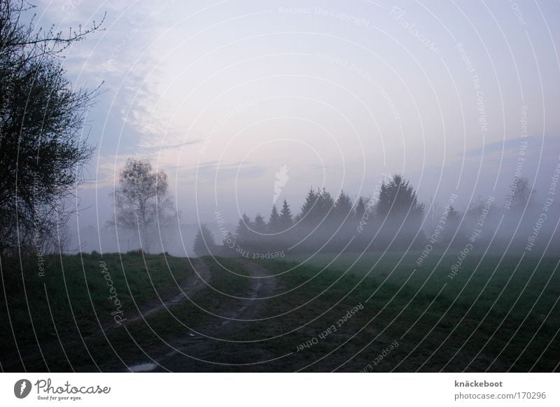 nebulous Colour photo Exterior shot Deserted Twilight Central perspective Landscape Weather Fog Field Forest Lanes & trails Moody Nature