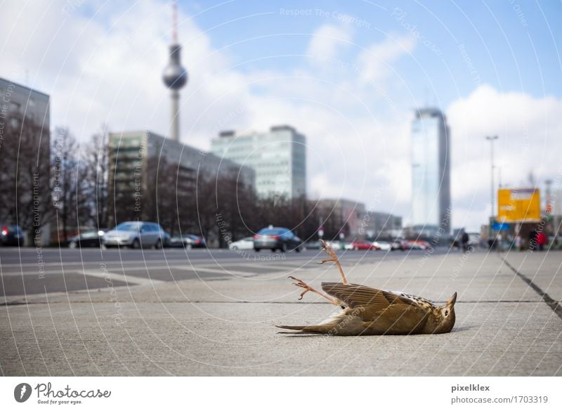 Dead Thrush on Karl-Marx-Allee Environment Berlin Germany Town Capital city Downtown High-rise Building Architecture Tourist Attraction Landmark Berlin TV Tower