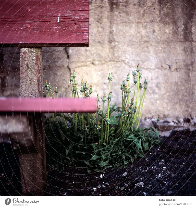 Dandelions and Bench Colour photo Exterior shot Close-up Deserted Copy Space top Copy Space bottom Day Shallow depth of field Worm's-eye view