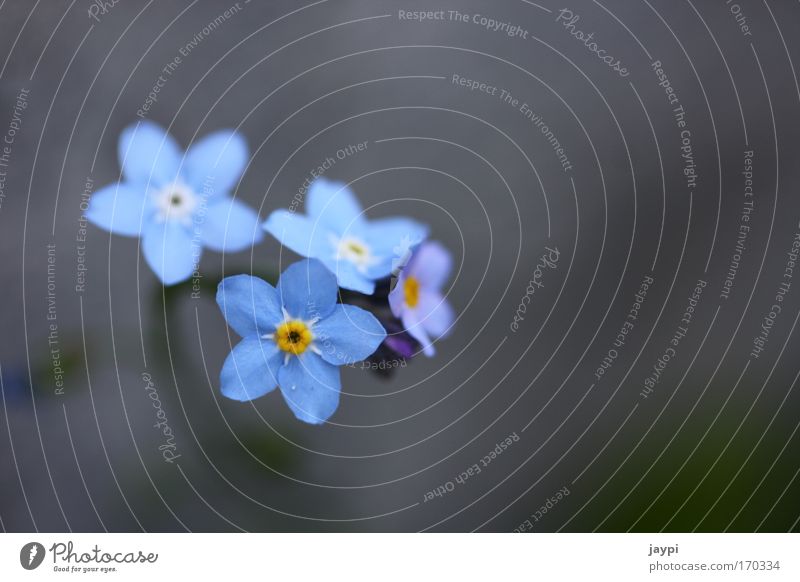 mauerBLÜMCHEN Colour photo Exterior shot Macro (Extreme close-up) Deserted Copy Space right Neutral Background Day Contrast Shallow depth of field Long shot