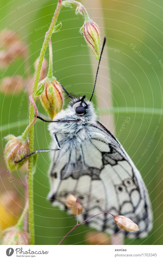 Butterfly in a meadow Chessboard Insect Grass Animal Meadow Melamargia galathea 1 Hang Green Black White Nature Noble butterfly Grand piano Card die of insects