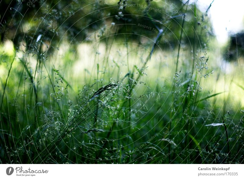 Hay fever V. Colour photo Multicoloured Exterior shot Abstract Pattern Structures and shapes Deserted Copy Space top Day Light Shadow Contrast