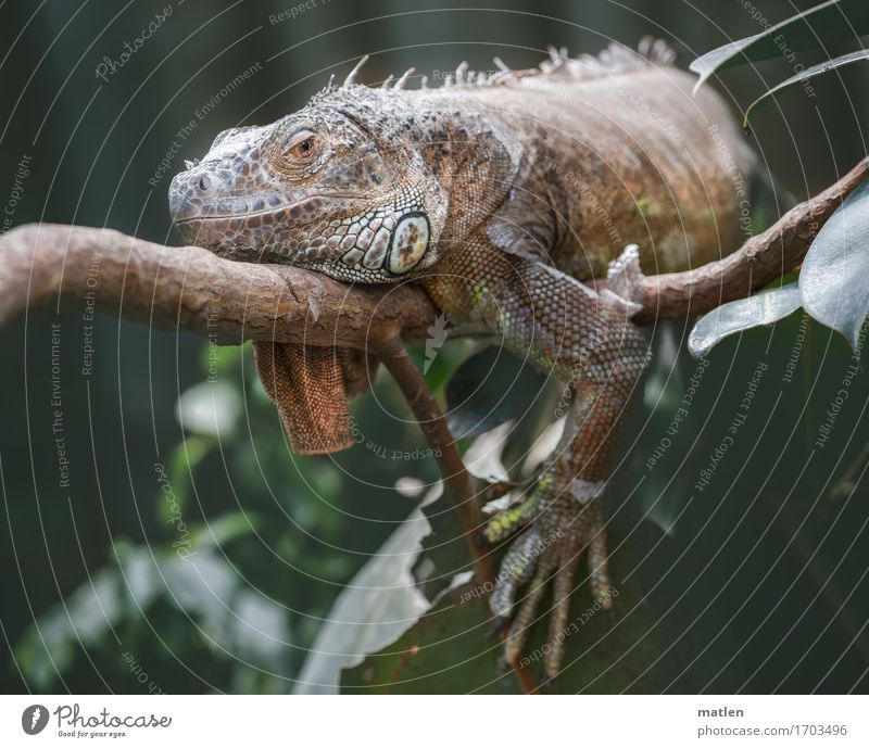 siesta Animal Animal face Scales Claw 1 Lie Blue Brown Gray Green Orange Iguana Relaxation Colour photo Subdued colour Exterior shot Close-up Deserted