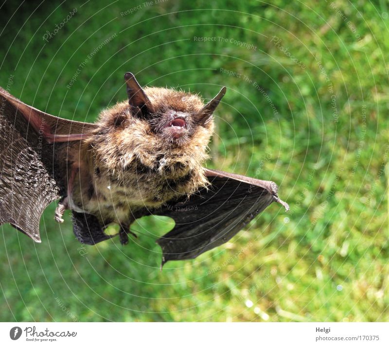 Close up of a dead bat in front of a green background Colour photo Subdued colour Exterior shot Close-up Deserted Copy Space right Copy Space top