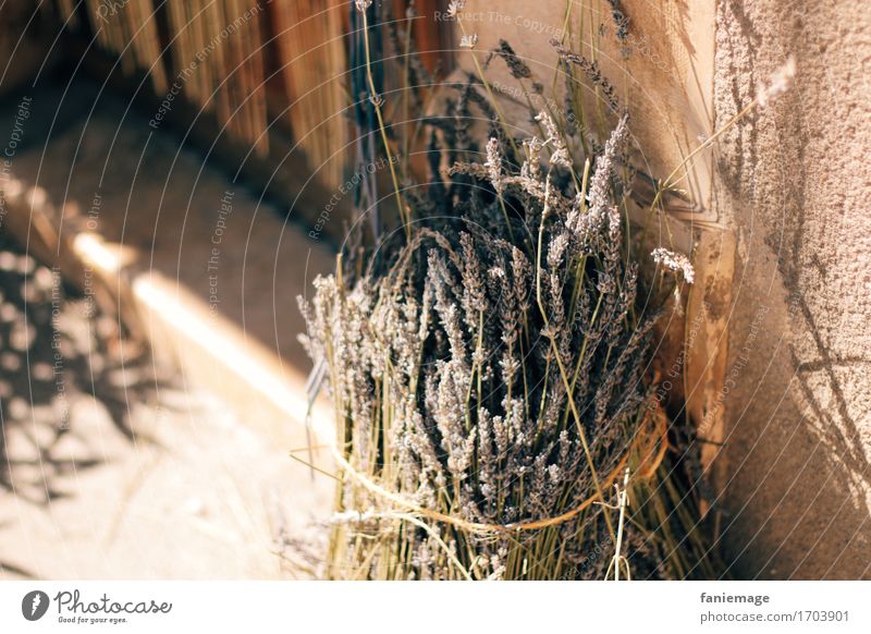 lavender bundles House (Residential Structure) Wall (barrier) Wall (building) Beautiful Lavender lavender bouquet Ostrich Bundle Blossoming Fragrance