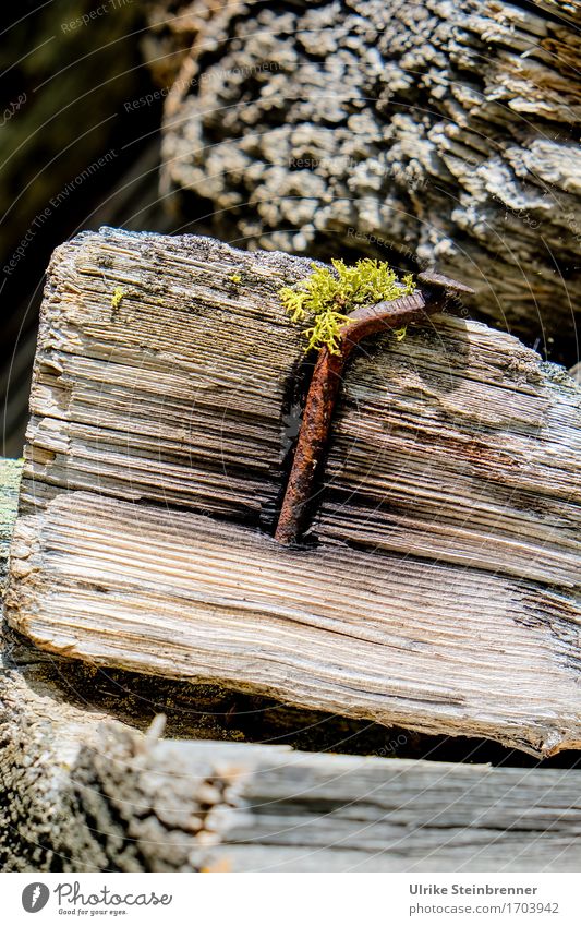 600 | Firmly anchored Wood Metal Old Natural Power Transience Attachment log Chopping board Texture of wood Nail Iron Rust To plunge stop smashed Moss