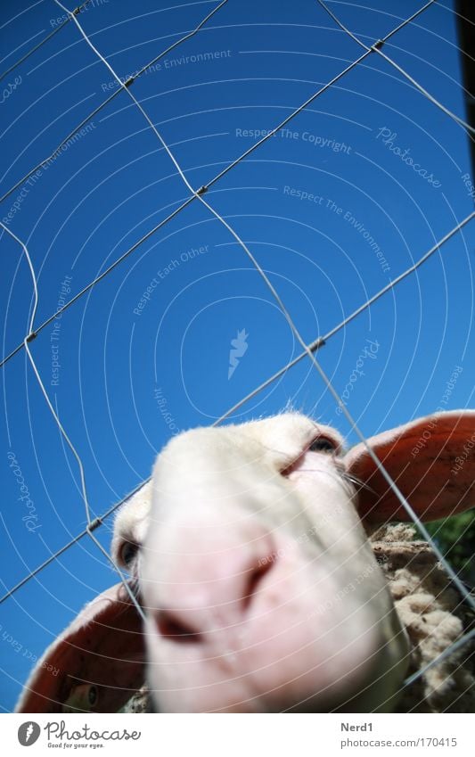 mowing Colour photo Multicoloured Exterior shot Close-up Experimental Day Sunlight Deep depth of field Animal portrait Looking into the camera Farm animal