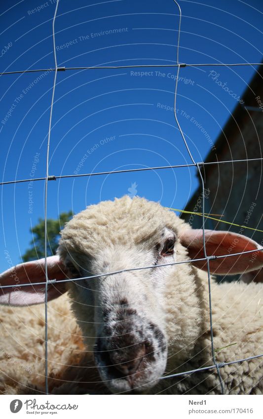 Mäh1 Sheep Fence Wool Small Blue Sky Snout Baby animal Lamb Wire netting fence Head Be confident Curiosity Sheepskin Lamb's wool Looking into the camera