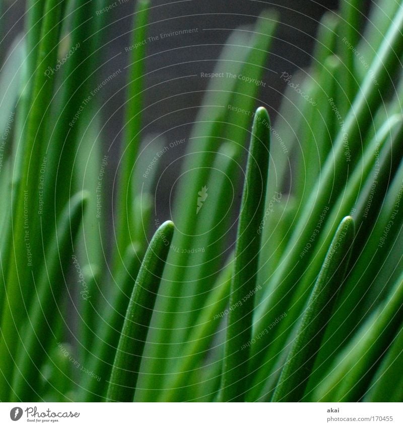 green stuff Colour photo Exterior shot Close-up Macro (Extreme close-up) Morning Shallow depth of field Food Herbs and spices Nutrition Foliage plant