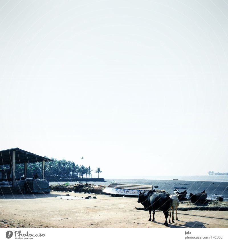 Just India Subdued colour Exterior shot Copy Space top Day Landscape Sky Summer Tree Coast Ocean Village Fishing village House (Residential Structure) Hut