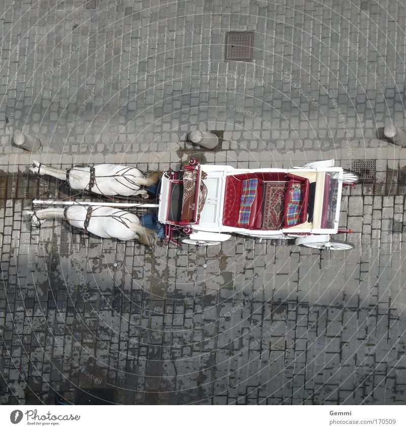 carriage ride Colour photo Exterior shot Aerial photograph Deserted Morning Sunlight Bird's-eye view Style Joy Well-being Contentment Leisure and hobbies Ride