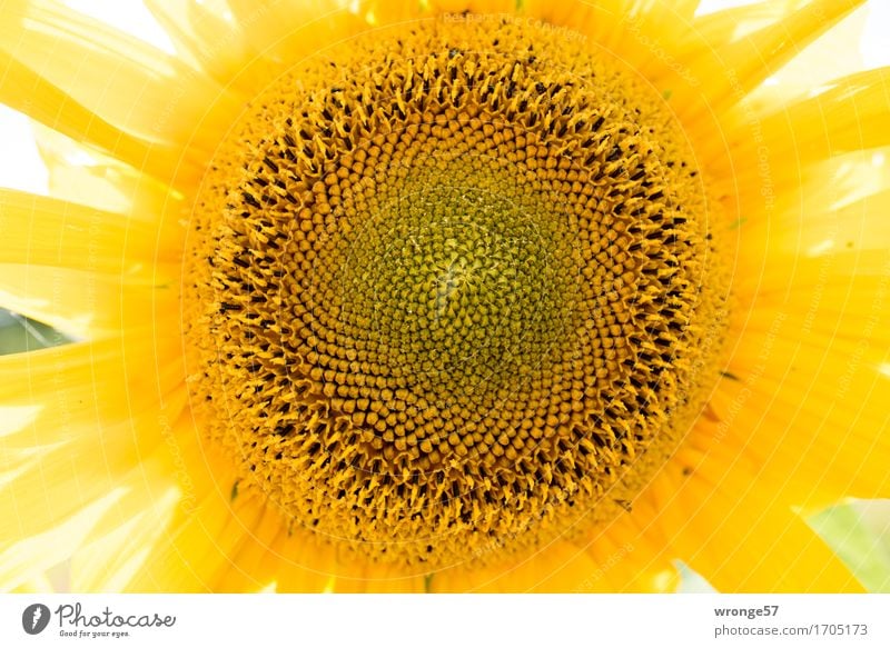 sunflower Plant Summer Blossom Agricultural crop Wild plant Sunflower Near Round Yellow Sunflower seed Landscape format Colour photo Multicoloured Exterior shot