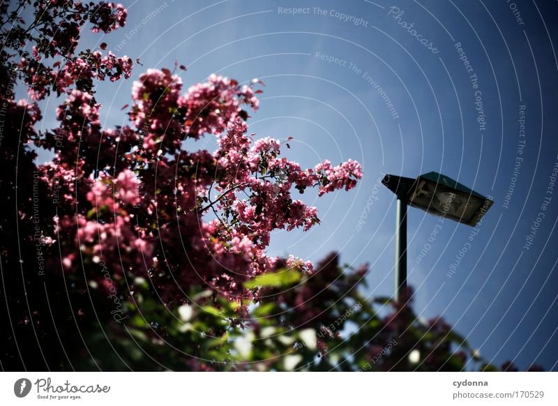 In the open air Colour photo Exterior shot Detail Copy Space left Copy Space top Copy Space bottom Copy Space middle Day Shadow Contrast Sunlight