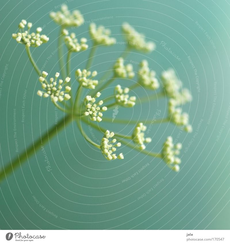 Echoes of Spring IV Colour photo Close-up Detail Copy Space bottom Nature Plant Flower Blossom Wild plant Park Meadow Spring fever Turquoise White Green