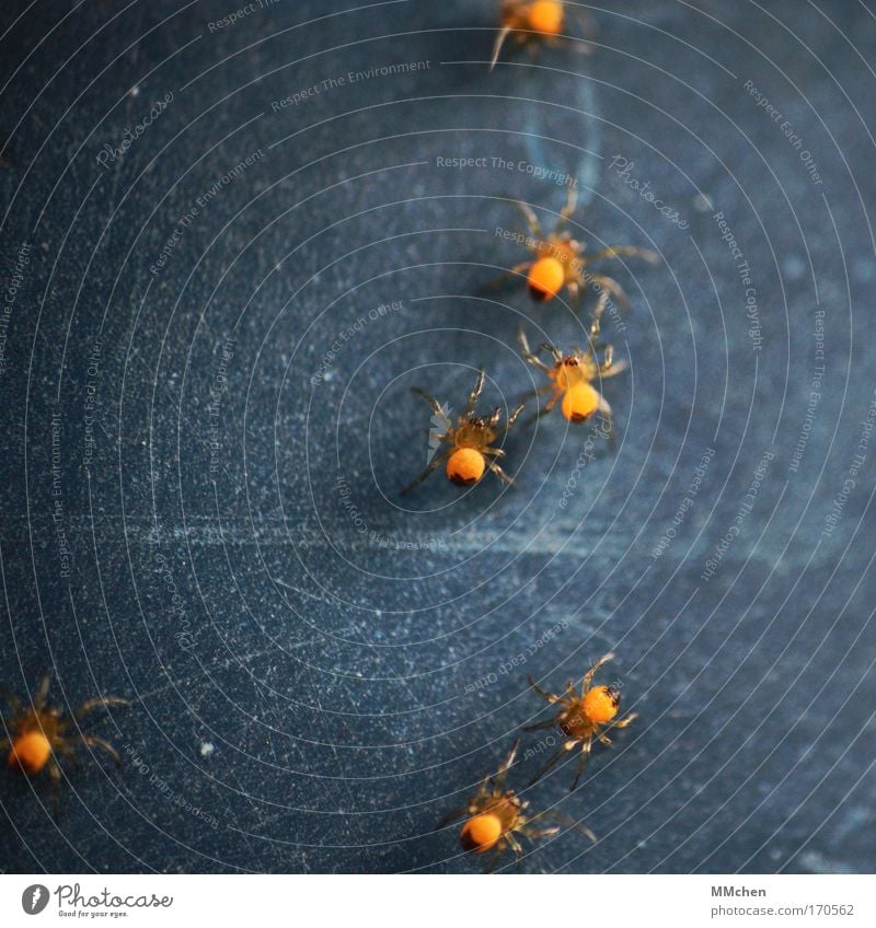 out of step Colour photo Playing Spider Group of animals Net Network Together Dark Disgust Creepy Blue Yellow Fear Spider's web Spider legs Offspring