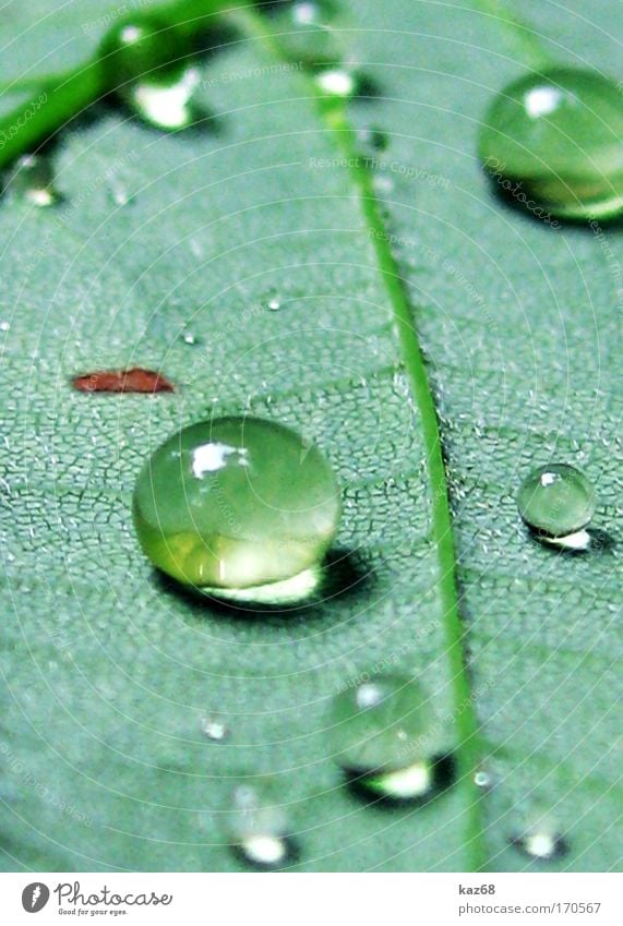 Pearls in the morning Structures and shapes Morning Day Shadow Nature Plant Drops of water Spring Summer Storm Rain Thunder and lightning Grass Leaf Park Meadow