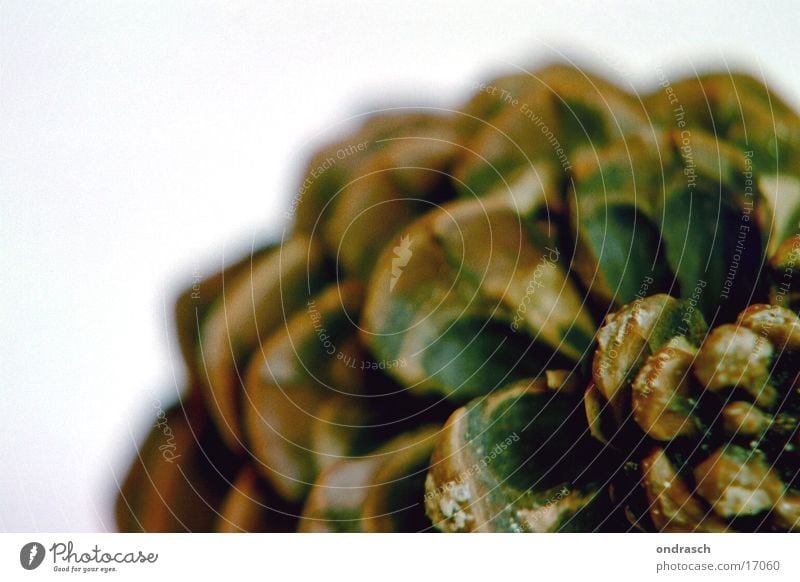 tenons Stone pine Fat Cone Tree Propagation Things Harz Macro (Extreme close-up) Seed Nature Pine cone