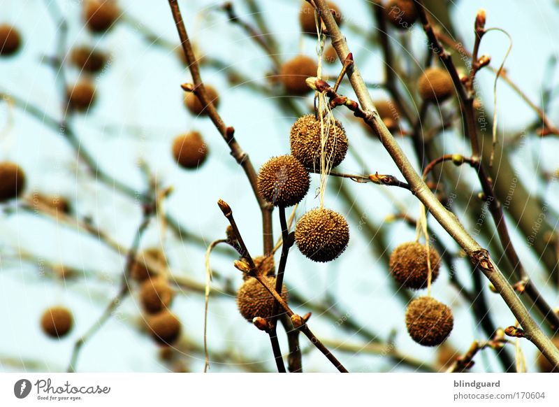 bobble tree Colour photo Exterior shot Deserted Shallow depth of field Nature Sky Spring Tree Wood Cold Natural Dry Branch Tuft Hang Relaxation Brown Leaf bud