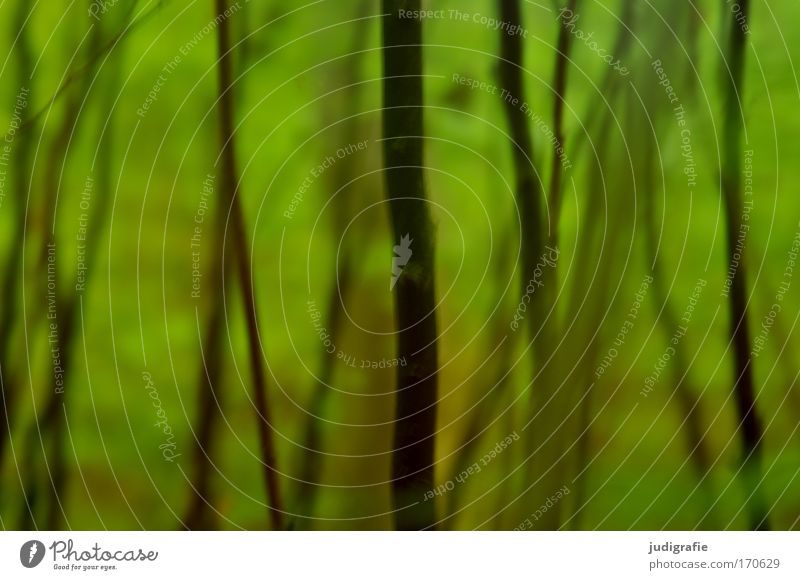 forest Colour photo Exterior shot Experimental Day Blur Environment Nature Plant Spring Summer Tree Bushes Forest Green Undergrowth