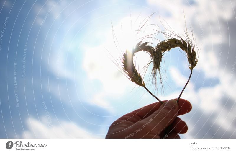 dear Grain Sky Clouds Sun Sunlight Summer Beautiful weather Plant Agricultural crop Heart Love Nature Hand Barley Colour photo Exterior shot Close-up Deserted