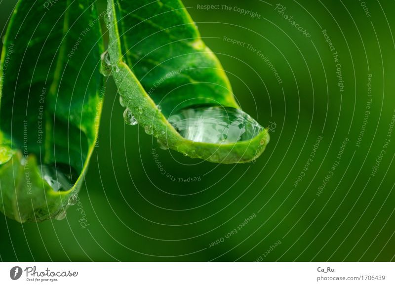 rain gutter Nature Plant Water Drops of water Rain Leaf Esthetic Wet Beautiful Green Colour photo Exterior shot Close-up Detail Deserted Blur