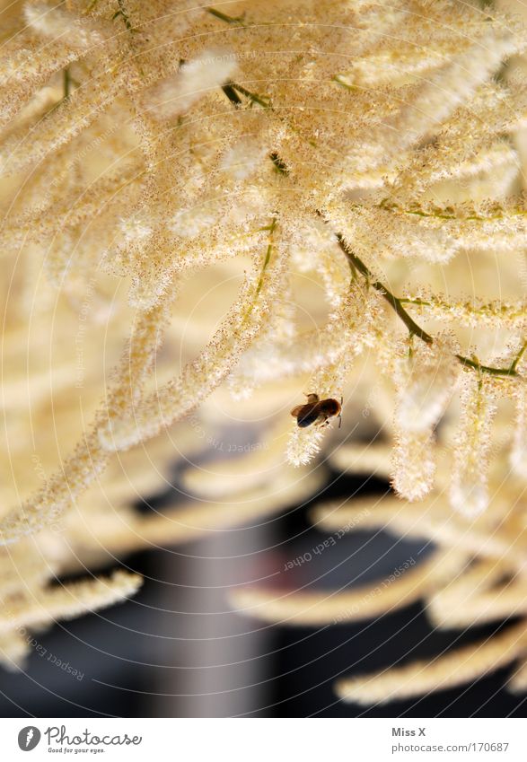 small bee Colour photo Exterior shot Detail Macro (Extreme close-up) Shallow depth of field Environment Nature Plant Bushes Blossom Park Farm animal Wild animal